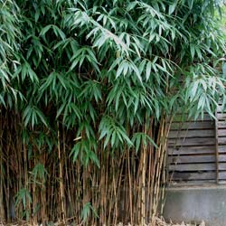 Bambú Sasa japonica